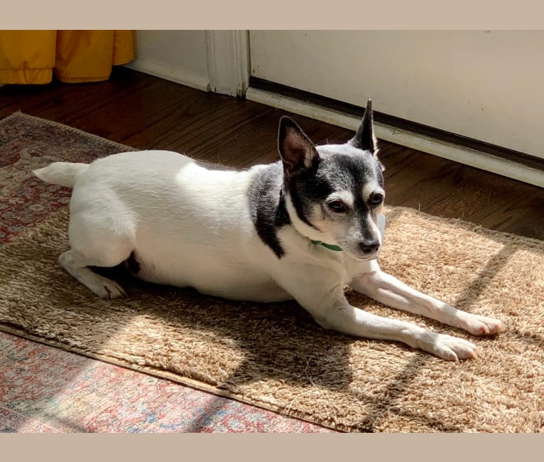 Skippy, a Toy Fox Terrier tested with EmbarkVet.com