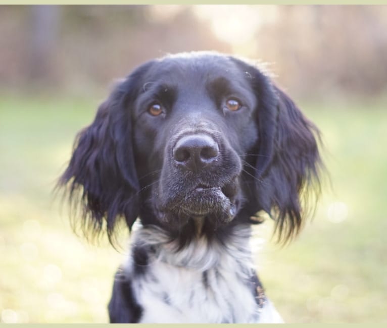 Otto, a Munsterlander (Large) tested with EmbarkVet.com