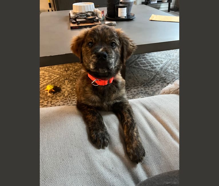 Rudder, a Labrador Retriever and Chow Chow mix tested with EmbarkVet.com