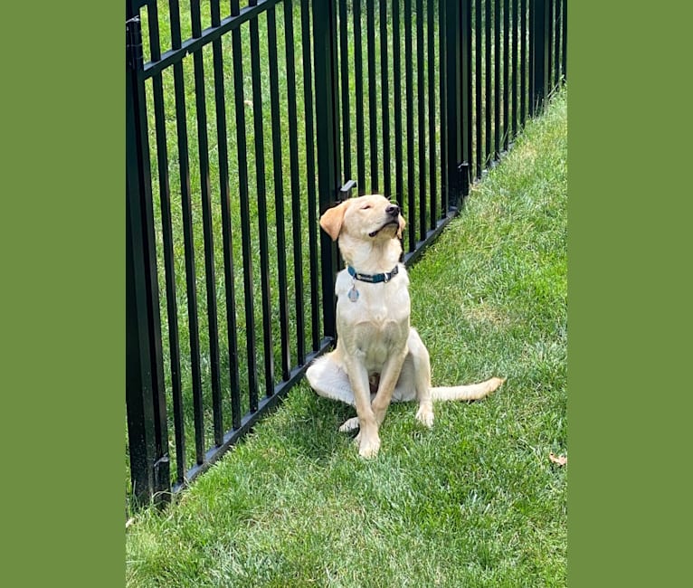 Walton, a Labrador Retriever and Beagle mix tested with EmbarkVet.com