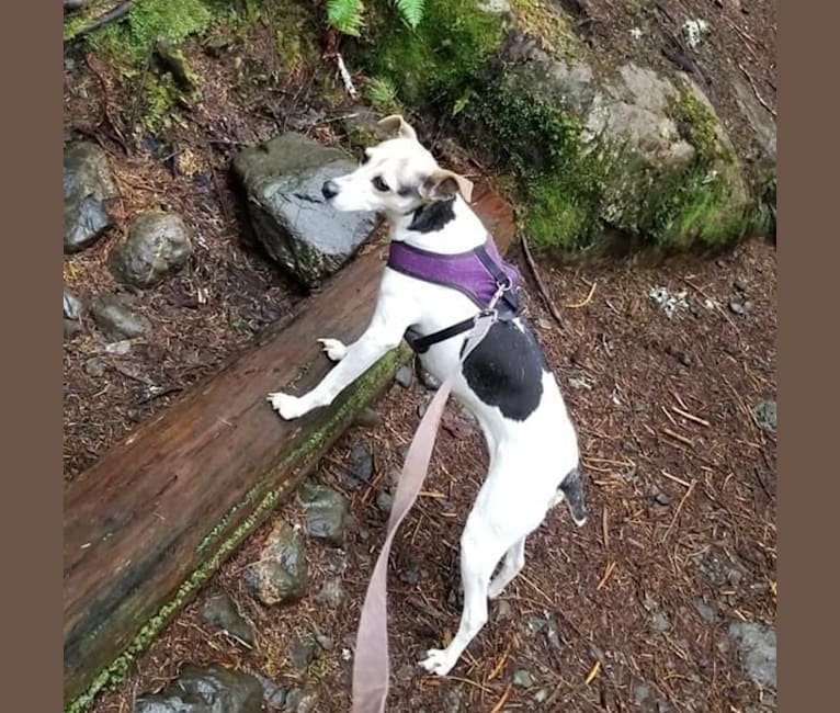 Photo of Lizzie, a Russell-type Terrier, Toy Fox Terrier, Rat Terrier, Chihuahua, and Mountain Cur mix in Olympia, Washington, USA