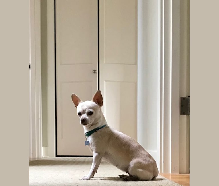 Chiquita, a Chihuahua tested with EmbarkVet.com