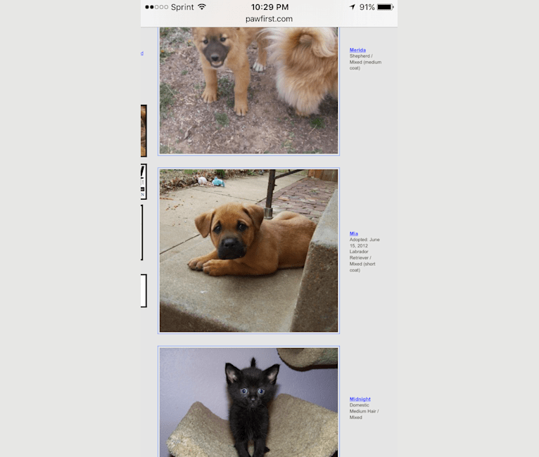 Mia, a Rottweiler and Labrador Retriever mix tested with EmbarkVet.com