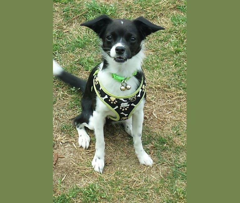Addy, a Russell-type Terrier and Cocker Spaniel mix tested with EmbarkVet.com