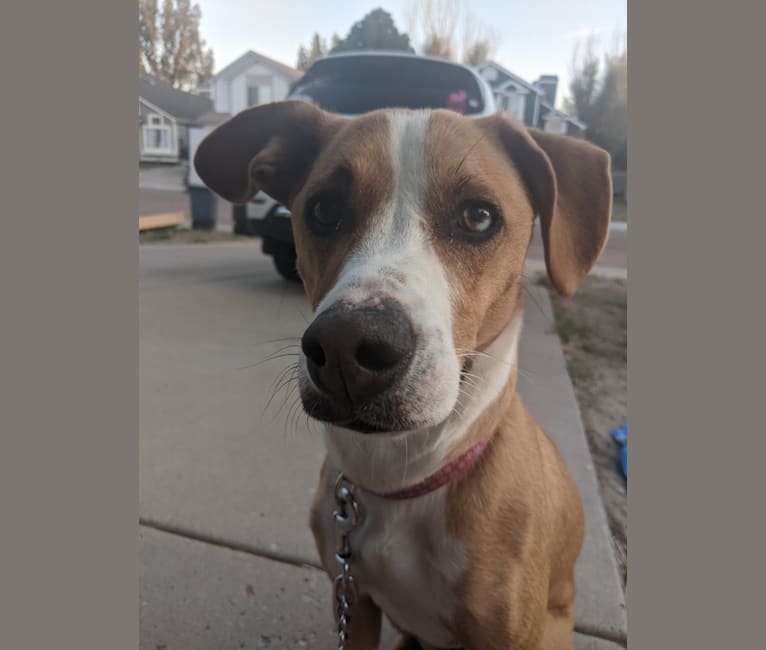 Photo of Raya, a Dachshund, Australian Cattle Dog, Siberian Husky, American Bulldog, and American Staffordshire Terrier mix in Colorado Springs, Colorado, USA