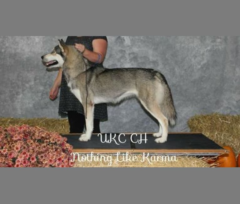 Karma, a Siberian Husky tested with EmbarkVet.com