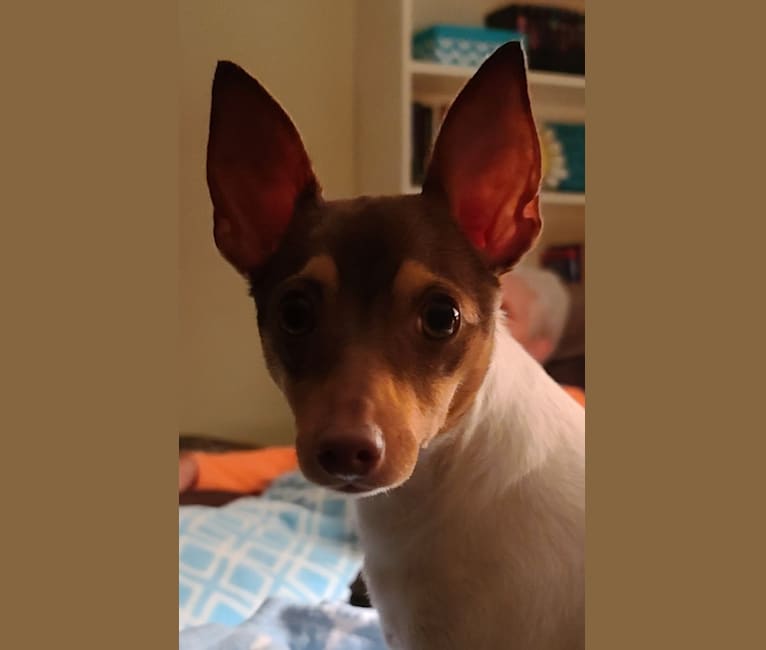 Asher, a Toy Fox Terrier tested with EmbarkVet.com