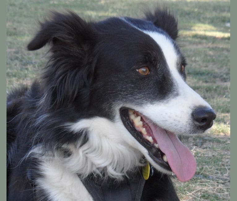 Larry, an English Shepherd and Australian Cattle Dog mix tested with EmbarkVet.com