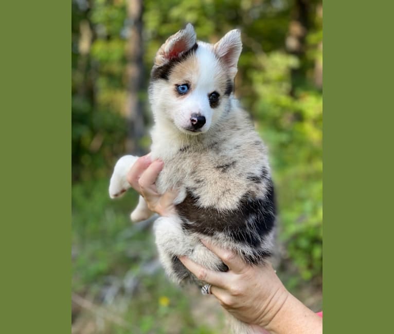 SYLVI, a Pomsky tested with EmbarkVet.com