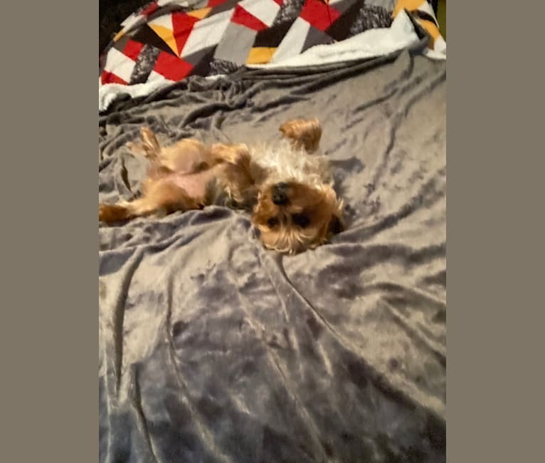 Photo of Charlie, a Yorkshire Terrier  in Pennsylvania, USA