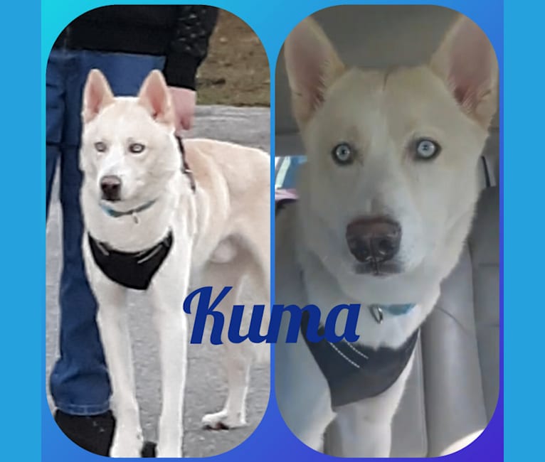 Kuma the ice king, a Siberian Husky tested with EmbarkVet.com