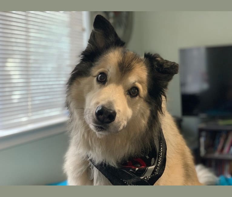 embark dog dna test breed