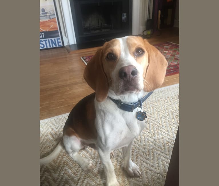 Spencer, a Beagle tested with EmbarkVet.com