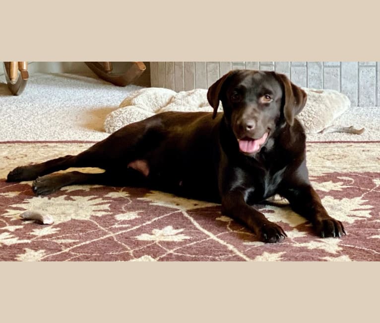 Hayzel, a Labrador Retriever tested with EmbarkVet.com