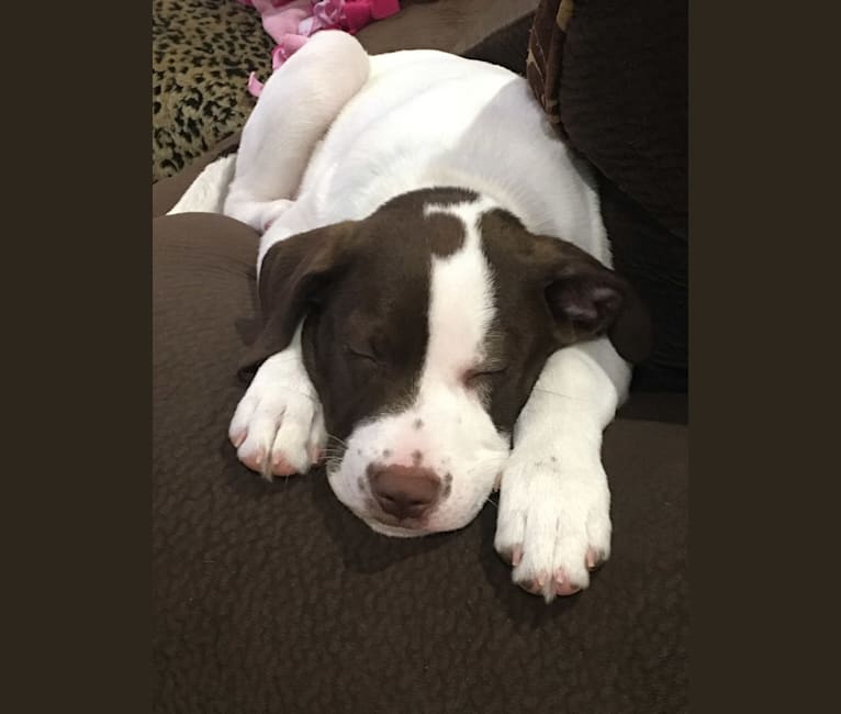 Gunnar, an American Pit Bull Terrier and Boxer mix tested with EmbarkVet.com