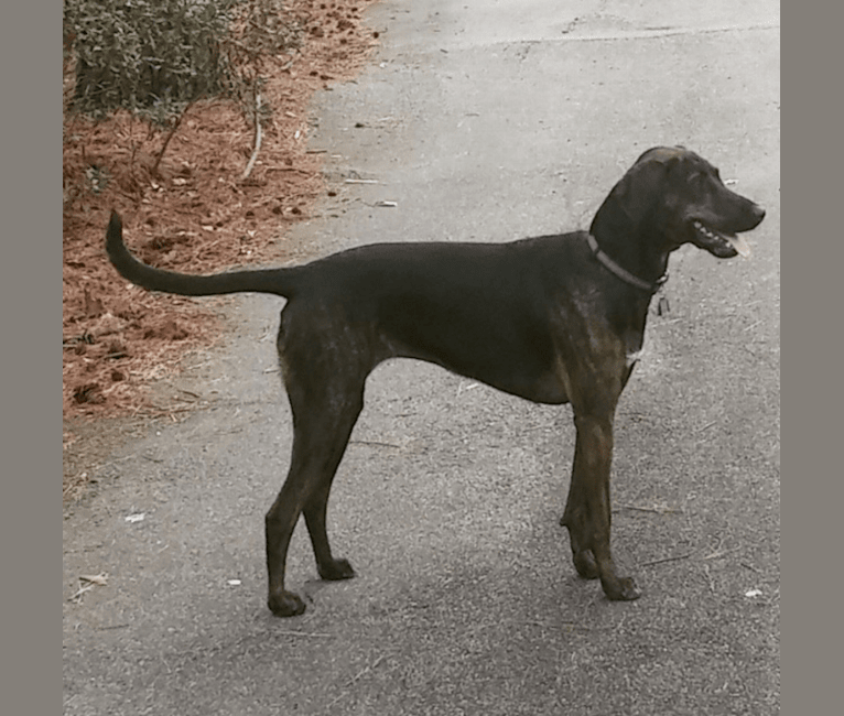 Charlie, an American Foxhound and Plott mix tested with EmbarkVet.com