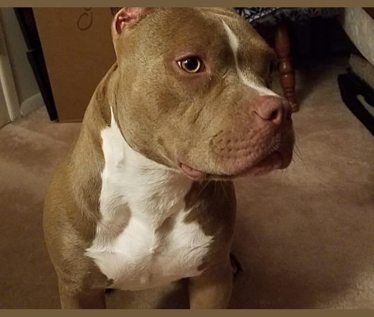 Lacy, an American Bully tested with EmbarkVet.com