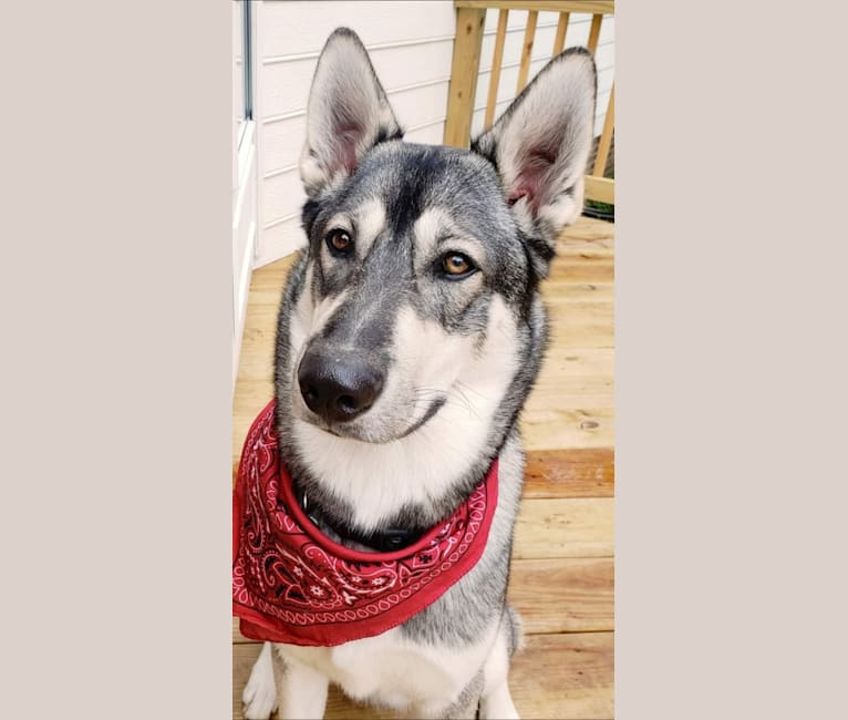 KAI, a Siberian Husky and Alaskan Malamute mix tested with EmbarkVet.com