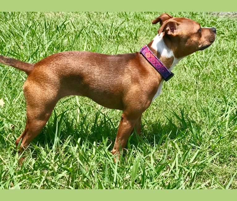 Yankeestaff staffordshire cheap bull terriers