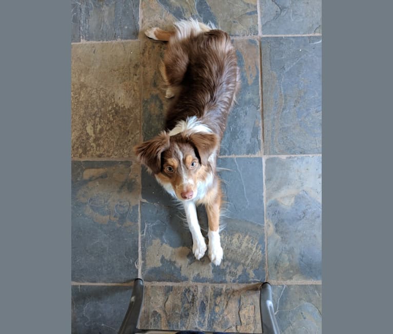 Photo of Miss Moneypenny, an Australian Shepherd Group  in Evans, CO, USA