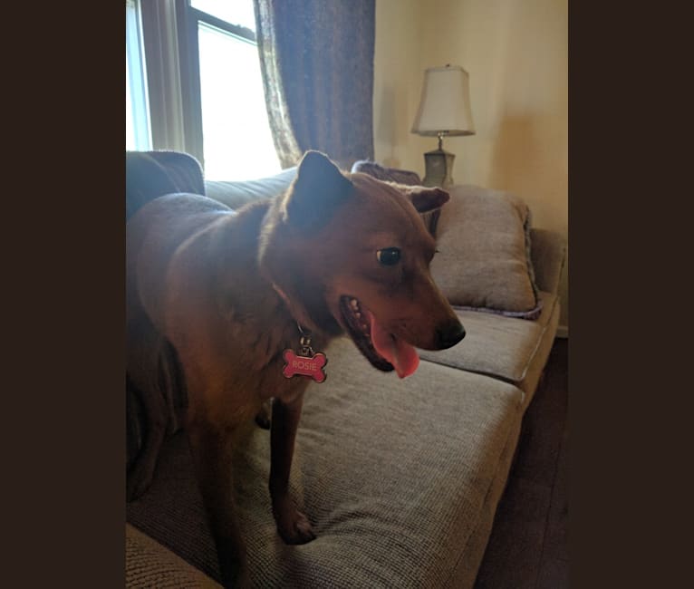 Shar pei rat terrier mix outlet