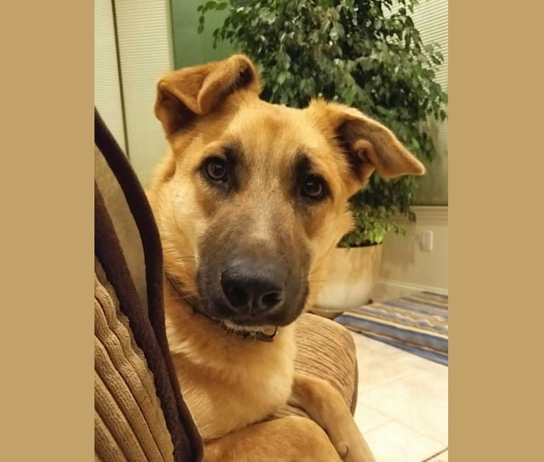 Blonde german shepherd mix hot sale