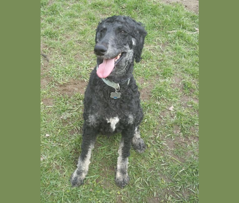 Photo of Cisco, a Poodle (Standard)  in Michigan, USA
