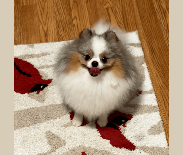 Savannah, a Pomeranian tested with EmbarkVet.com