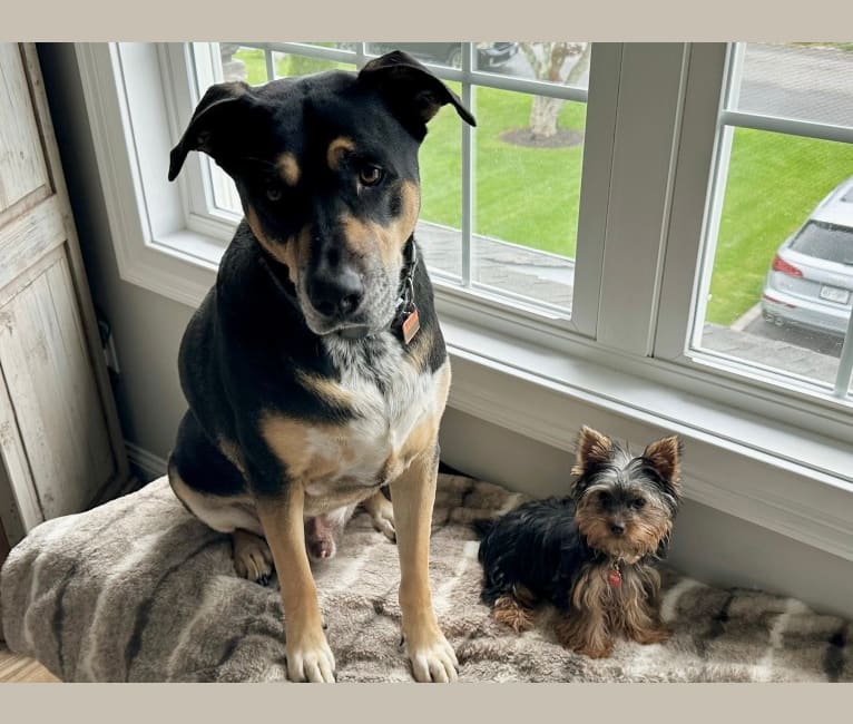 Dingo terrier mix discount