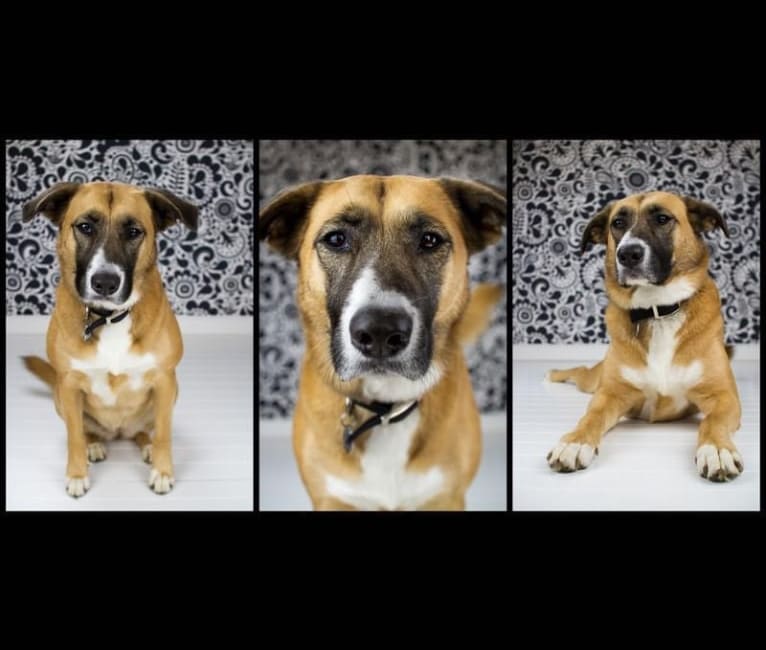 Photo of Harley, an American Pit Bull Terrier, Chow Chow, Labrador Retriever, and Golden Retriever mix in Wylie, Texas, USA