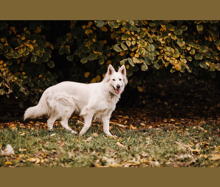 Photo of Skye, a White Shepherd 