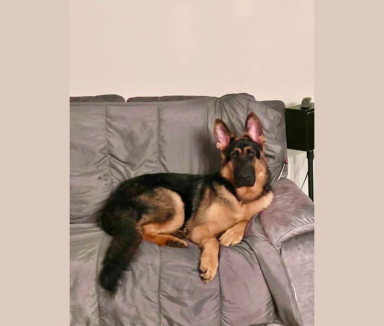 OTTO, a German Shepherd Dog tested with EmbarkVet.com