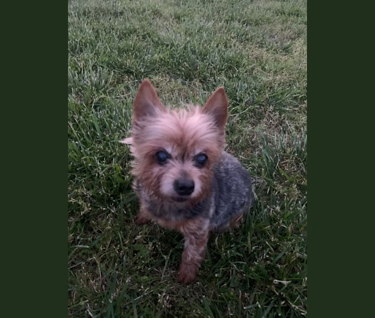 Anna, a Yorkshire Terrier tested with EmbarkVet.com