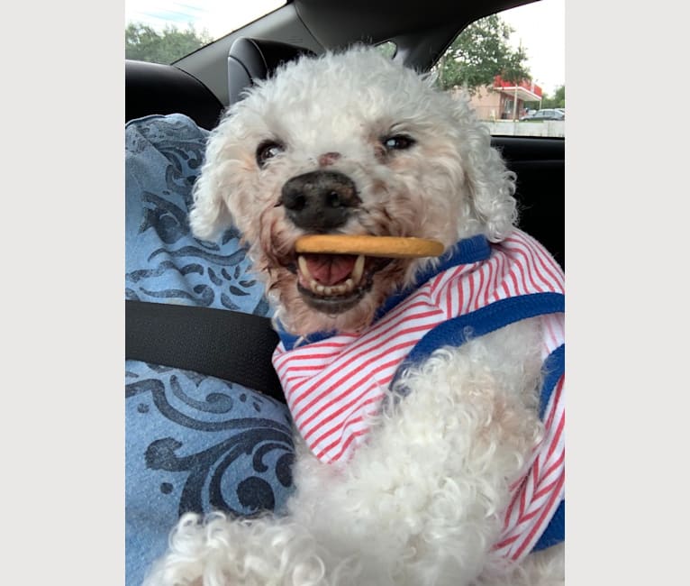 Harry, a Bichon Frise tested with EmbarkVet.com