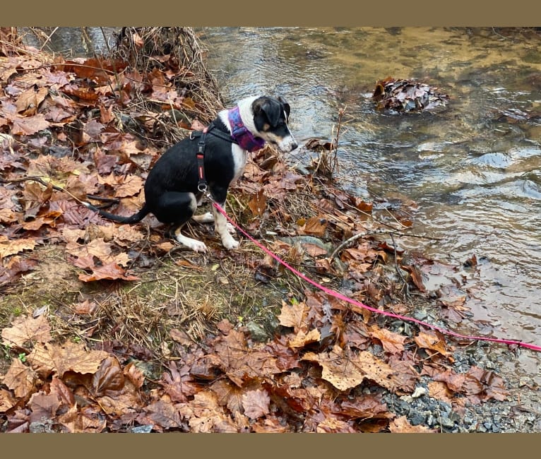 Photo of Ally, a Russell-type Terrier, American Pit Bull Terrier, Miniature Pinscher, Chow Chow, and Mixed mix in Greenville, South Carolina, USA