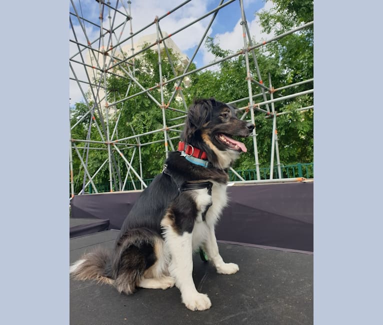 Baloo, an Arabian Village Dog tested with EmbarkVet.com