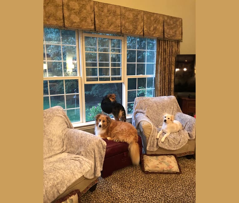 Photo of Fletcher, an Australian Shepherd, Shetland Sheepdog, Pomeranian, Staffordshire Terrier, and Basset Hound mix in Virginia, USA
