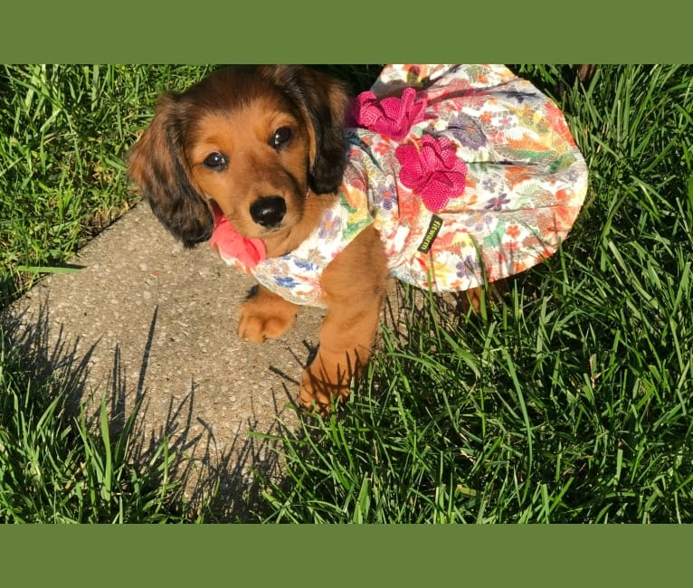 Hattie, a Dachshund (4.3% unresolved) tested with EmbarkVet.com