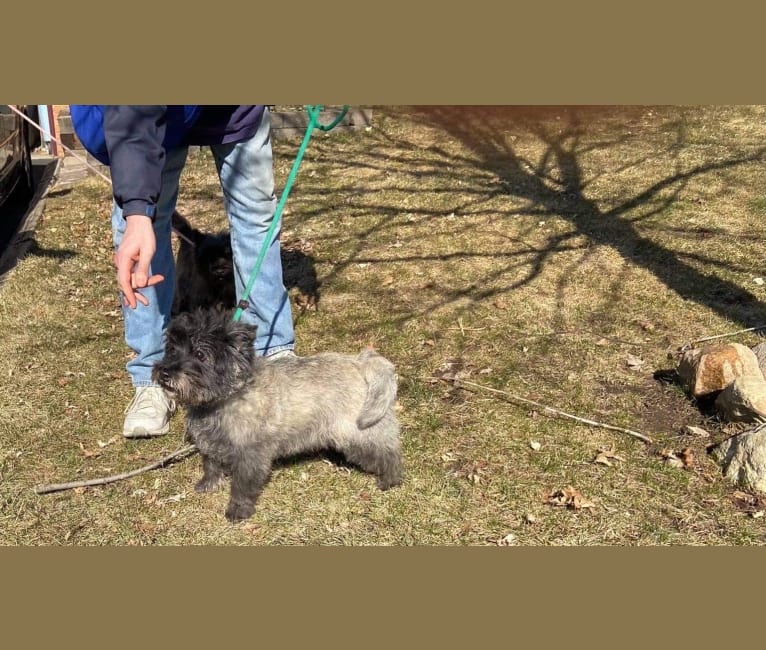 Photo of Cooper, a Cairn Terrier  in Camp Douglas, WI, USA