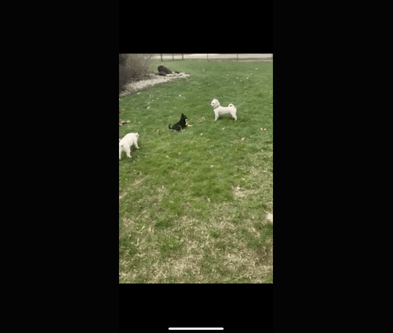 Ace, an Australian Cattle Dog and Siberian Husky mix tested with EmbarkVet.com