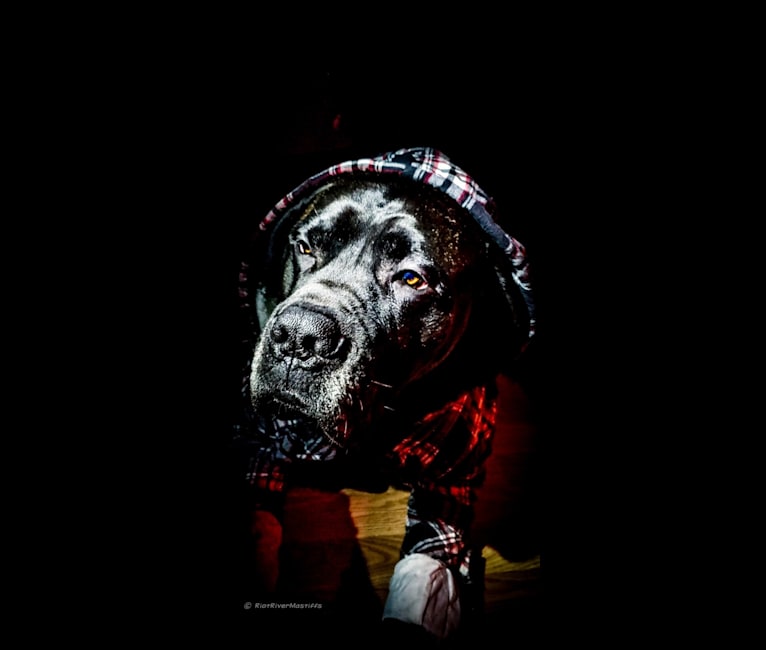 Photo of Trigger, a Mastiff, Cane Corso, and Neapolitan Mastiff mix in Orland, California, USA