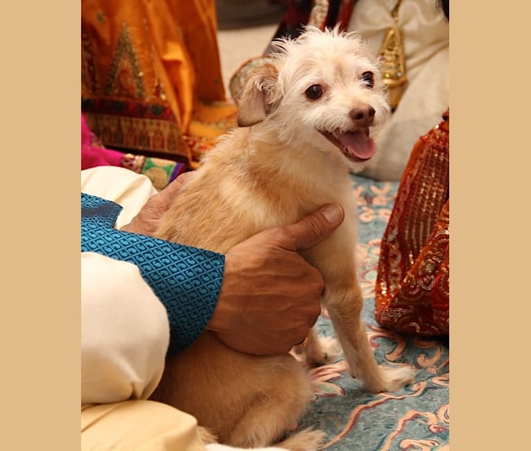Pavan, a Poodle (Small) and Chihuahua mix tested with EmbarkVet.com