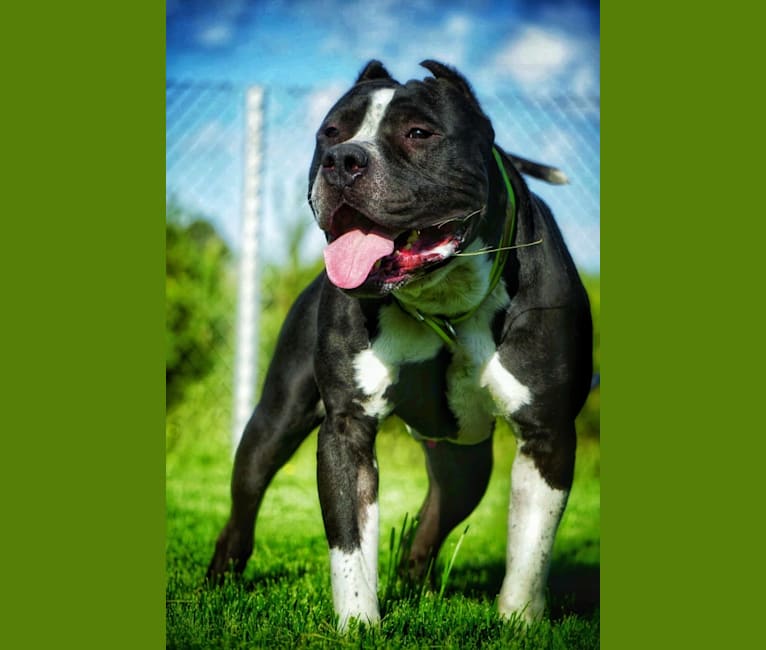 Photo of Hex, an American Bully 