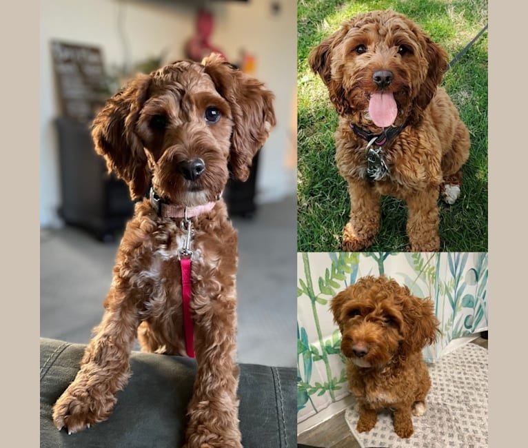 Toffee cockapoo cheap