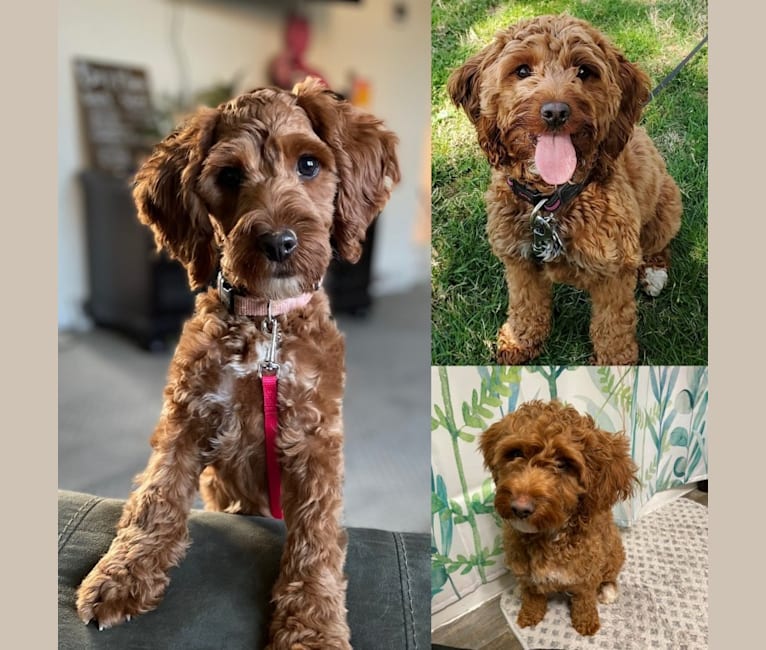 Toffee, a Cockapoo tested with EmbarkVet.com