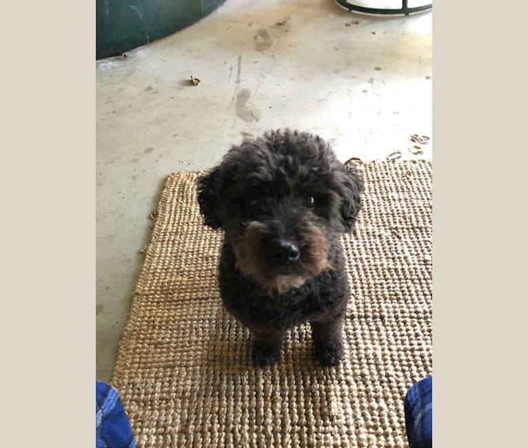 Dexter, a Poodle (Small) and Mixed mix tested with EmbarkVet.com