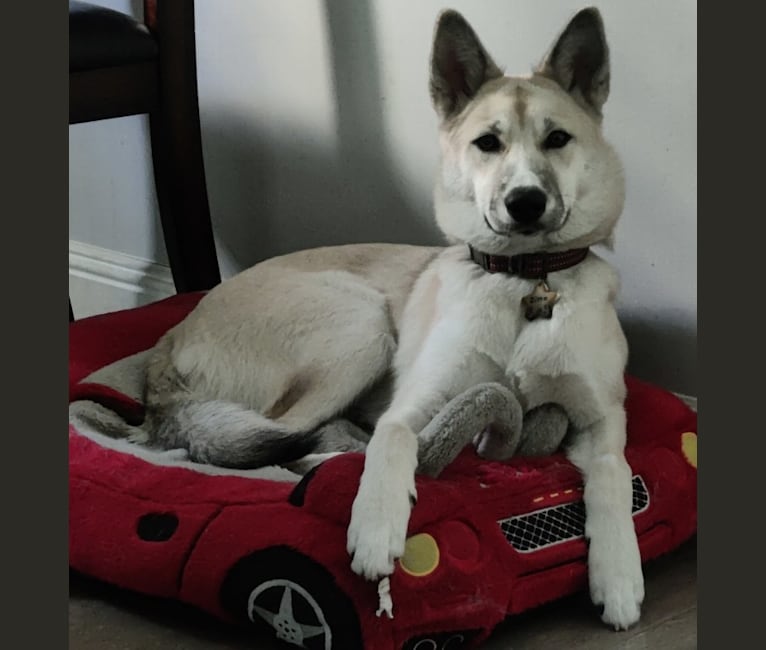 Zima, a Siberian Husky and German Shepherd Dog mix tested with EmbarkVet.com