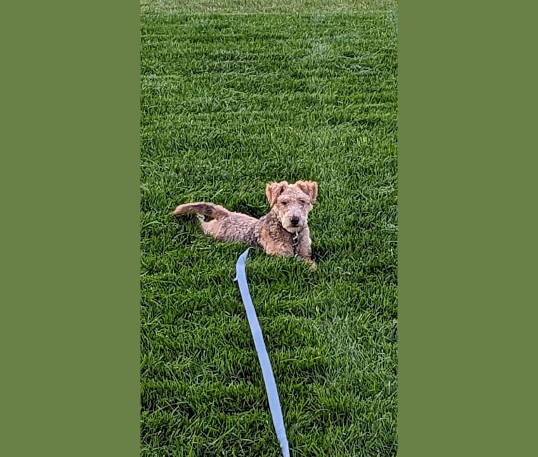 Peanut, a Welsh Terrier tested with EmbarkVet.com