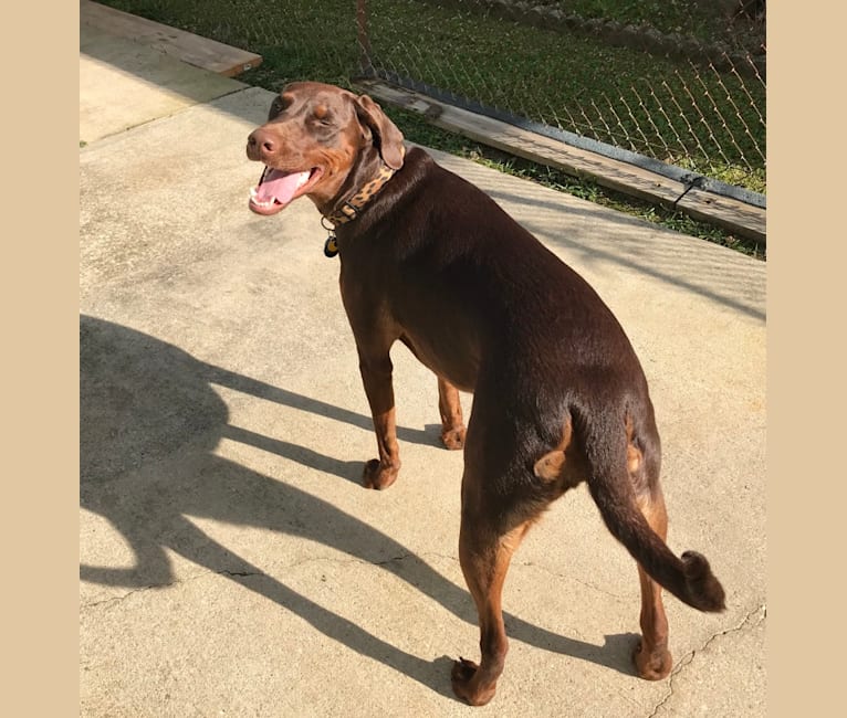 Minerva, a Doberman Pinscher and Golden Retriever mix tested with EmbarkVet.com