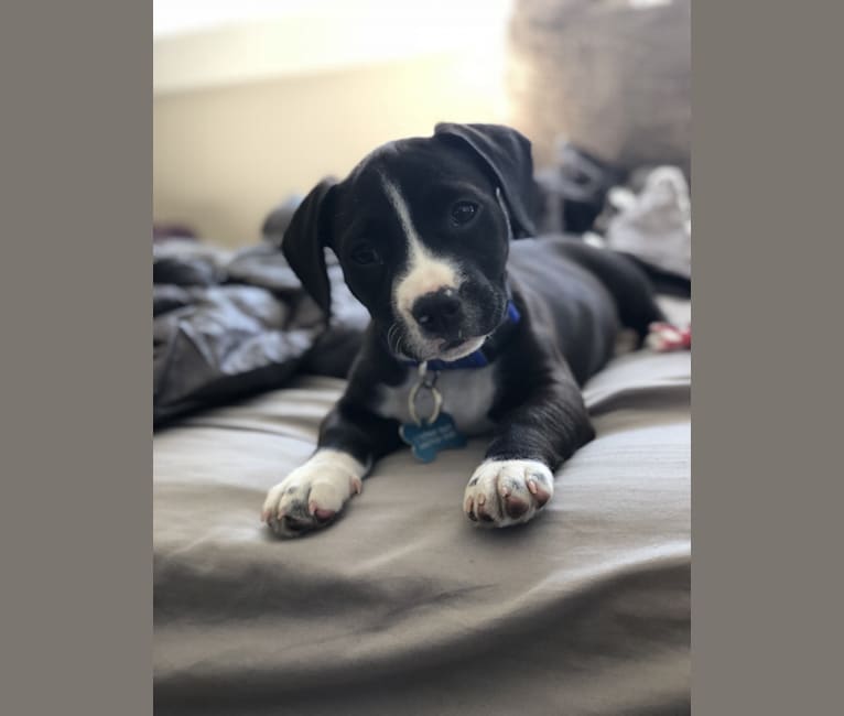 embark dog dna test breed